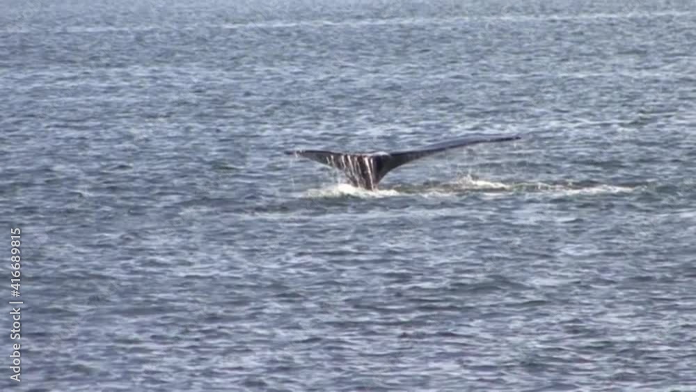 Big humpback whale's tail fluke surfacing during the dive in Alaska. Big humpback whale's tail fluke surfacing during the dive in Alaska.