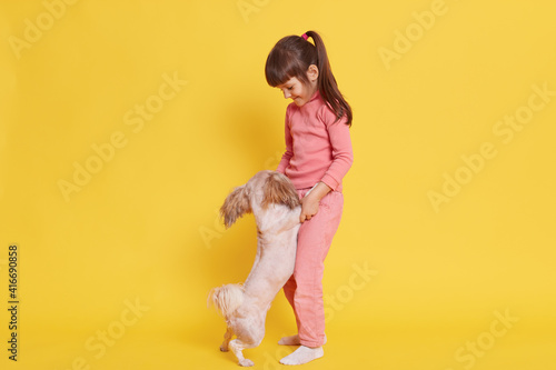 Little girl stands against yellow wall with her favorite pet, cute female child holding Pekingese paws, small kid with pony tail plays with puppy indoor.
