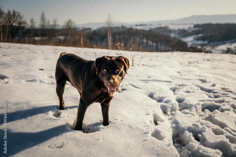 A dog walking in the snow a Labrador A dog walking in the snow a Labrador