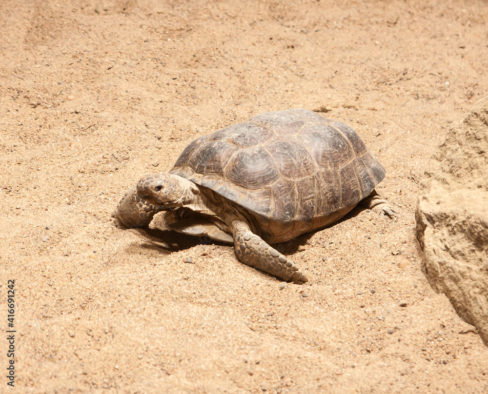 a small land turtle crawls on the sand