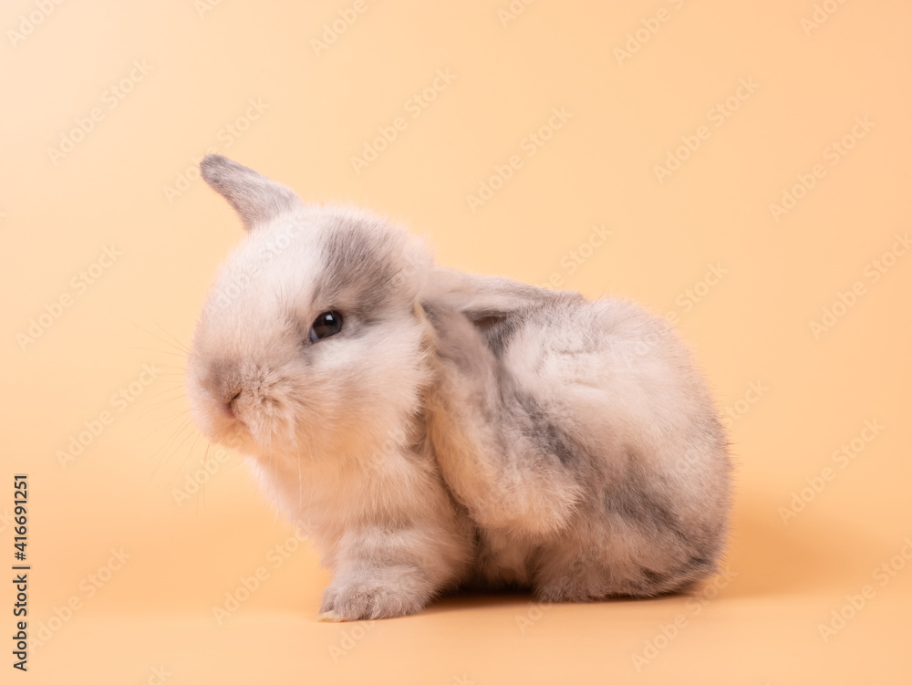 Fototapeta premium Gray adorable baby rabbit on yellow background. Cute baby rabbit.