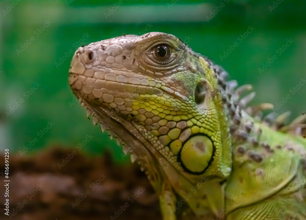 green iguana close-up on dark green background