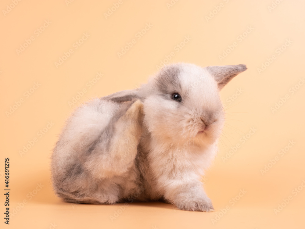 Fototapeta premium Gray adorable baby rabbit on yellow background. Cute baby rabbit.