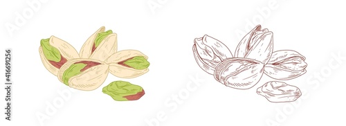 Colored pistachio and unpainted outlined sketch of pistaches. Peeled and unopened nut fruits. Hand-drawn vector illustration isolated on white background