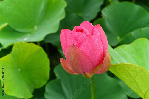 蓮の花 満開 夏景色