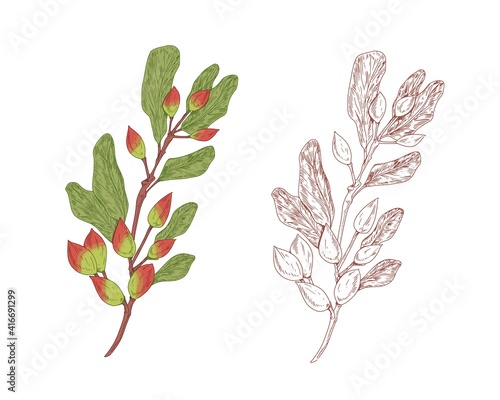 Colored pistachio branch and outlined sketch of pistache plant. Contoured botanical elements with raw nut fruits. Hand-drawn vector illustration isolated on white background