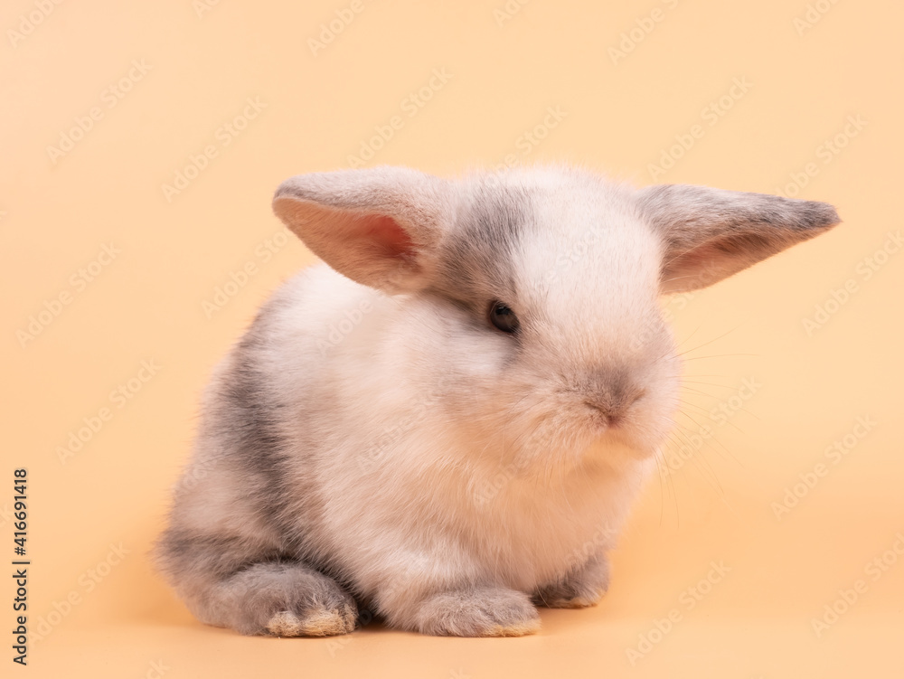 Gray adorable baby rabbit on yellow background. Cute baby rabbit. Gray adorable baby rabbit on yellow background. Cute baby rabbit.