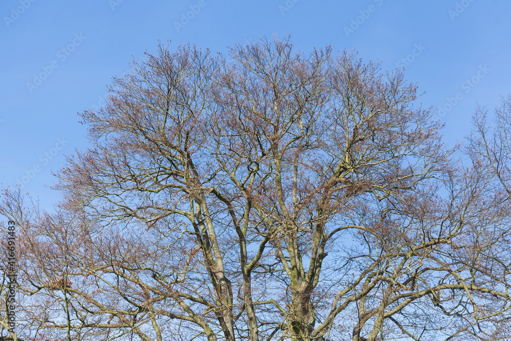 Buche, Baumkrone, Kahler Baum mit Ästen im Winter, Deutschland, Europa Buche, Baumkrone, Kahler Baum mit Ästen im Winter, Deutschland, Europa