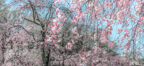 Tableau sur toile 日本の春に咲く花　八重枝垂れ桜