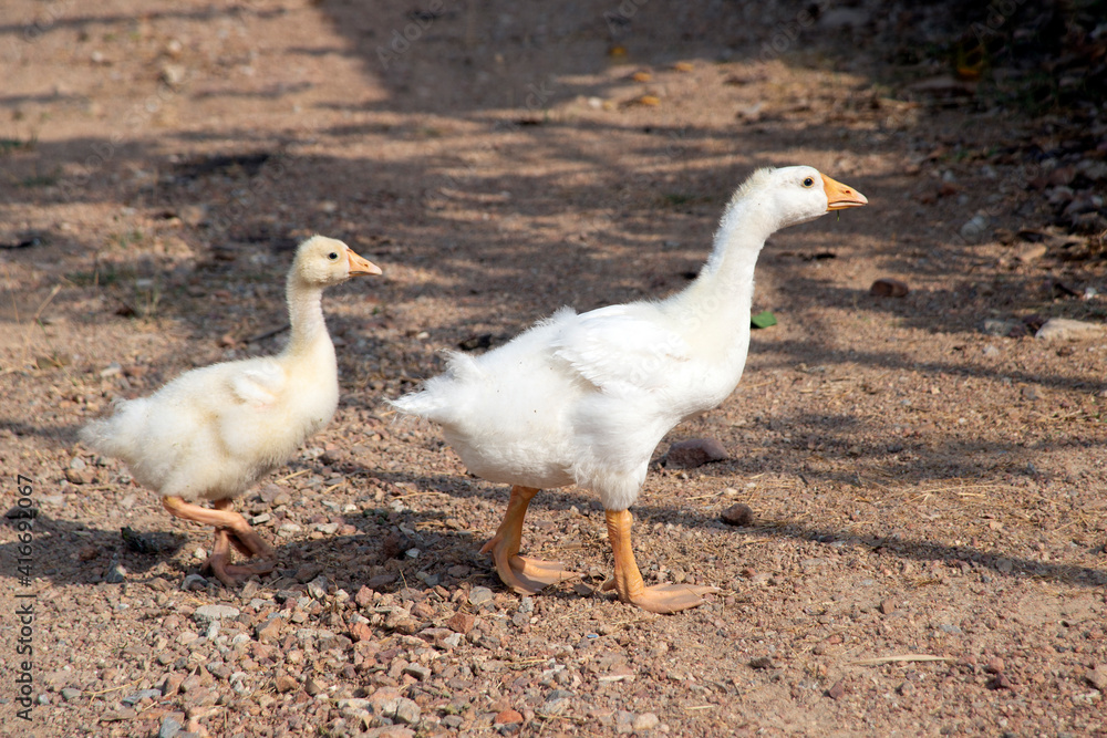 Two goose walking outdoors in the sunshine. Two goose walking outdoors in the sunshine.