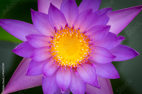 East Indian lotus  Nelumbo nucifera  Gaertn.  Purple-pink lotus flowers have yellow-orange stamens. The ends of the purple stamens are taken at close range. Beautiful colors are commonly grown  