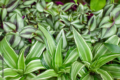 Abstract background of fresh green leaves of home plants. close-up of tradescantia leaves. House Plants with striped leaves, top view, close-up. Home gardening and house plant concept.