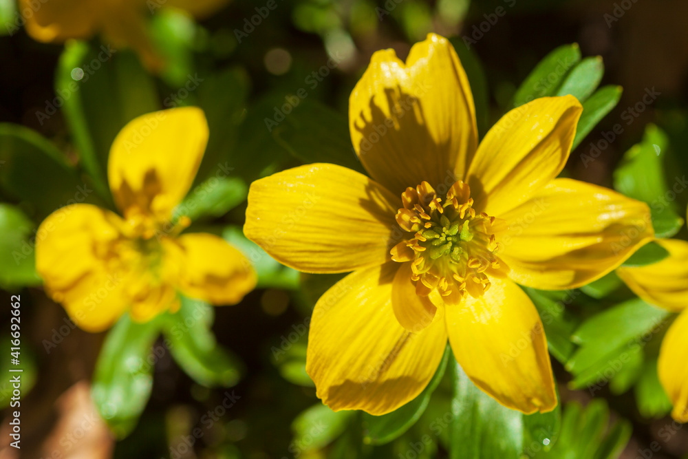Gelbe Winterlinge, Kleiner Winterling (Eranthis hyemalis), close-up, Deutschland, Europa Gelbe Winterlinge, Kleiner Winterling (Eranthis hyemalis), close-up, Deutschland, Europa