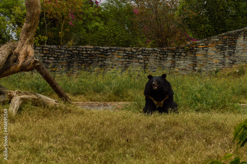 A bear in cage in zoo.