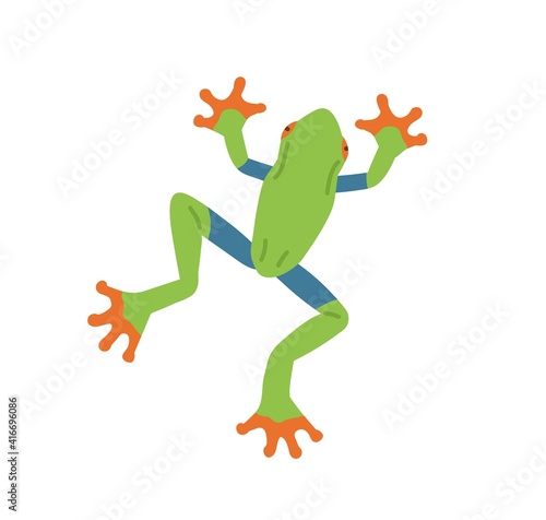 Top view of green tree frog with orange sticky feet. Cute jungle character isolated on white background. Childish colored flat vector illustration of Amazon animal