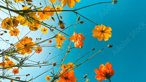Bright flowers in summer