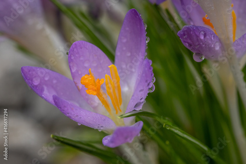 Close Up Of A Crocus At Spring