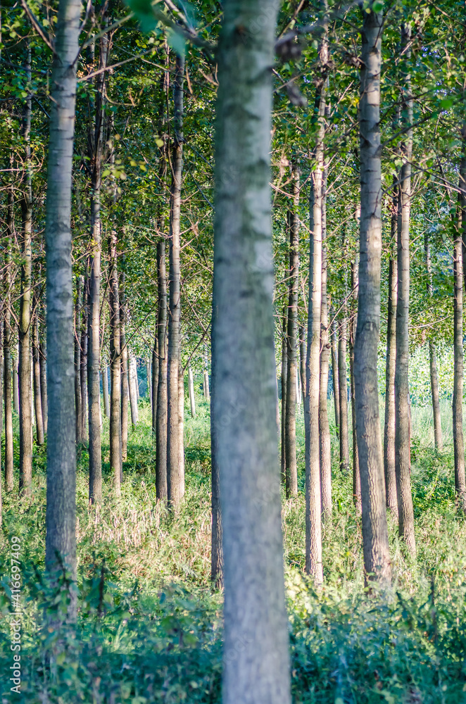 A young forest of poplar trees on the banks of the Danube River in Petrovaradin near Novi Sad, Serbia A young forest of poplar trees on the banks of the Danube River in Petrovaradin near Novi Sad, Serbia