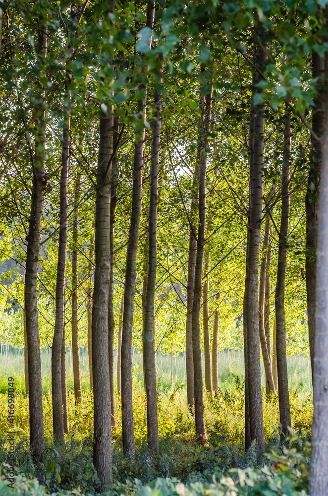 Fototapeta premium A young forest of poplar trees on the banks of the Danube River in Petrovaradin near Novi Sad, Serbia 