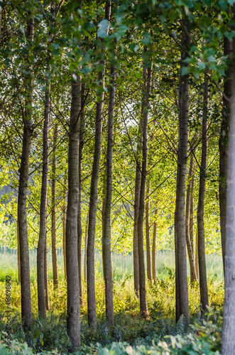 A young forest of poplar trees on the banks of the Danube River in Petrovaradin near Novi Sad  Serbia 