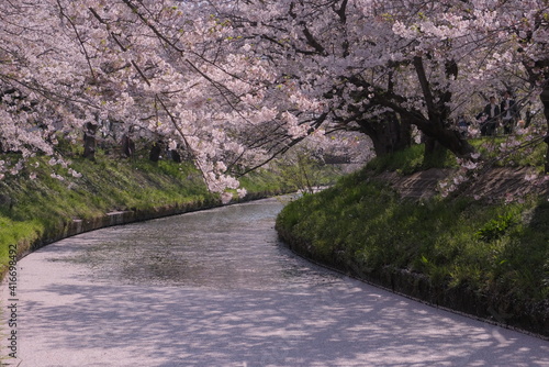 japan 絶景桜 cherryblossm 船橋 funabashi 海老川 spring river 橋 桜 春	 photo