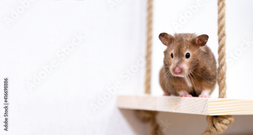 Close-up portrait of a cute curious Syrian hamster looking at the camera, in a white background. Care and love for pets. Pet shop, eco-friendly wooden accessories for pets. Banner, copy space.
