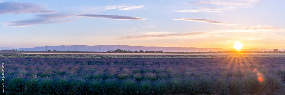 sunset over the Lavender