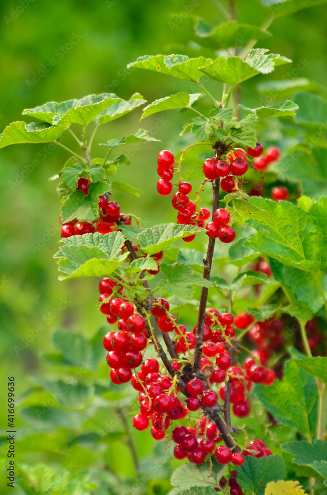 Fresh organic red currants on the bushes. Summer background.
Ripe currants on a branch on a berry farm or field. Selective focus on garden berries.