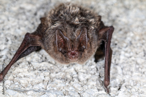 European bat western barbastelle (Barbastella barbastellus) wintering in a cave photo