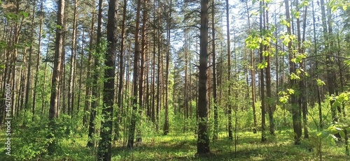 forest © Maskulin