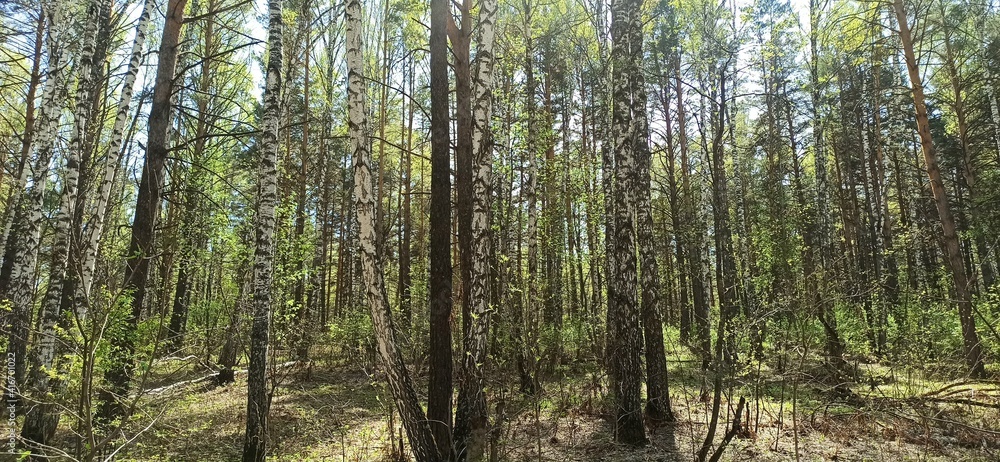 Obraz premium forest