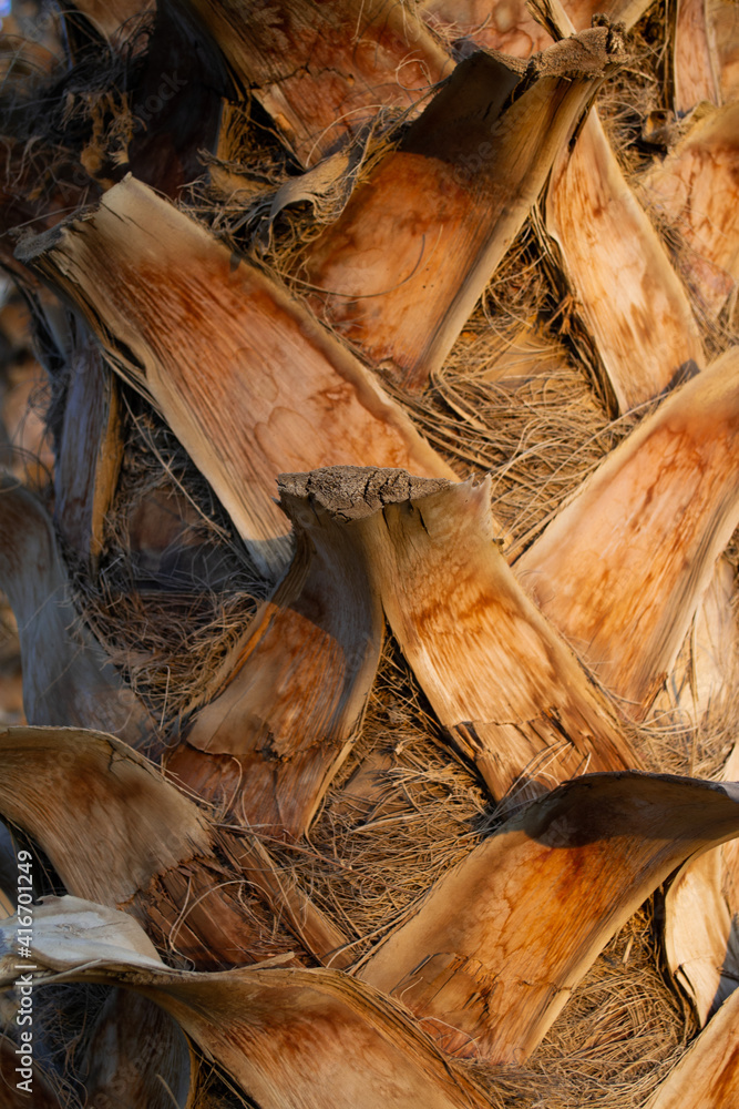 Palm tree texture. Tree bark background. Exotic tree pattern. Summer texture. Palm tree trunk texture. Palm tree texture. Tree bark background. Exotic tree pattern. Summer texture. Palm tree trunk texture.