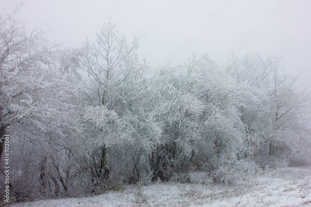 Beautiful white trees in the snow. Beautiful white trees in the snow.