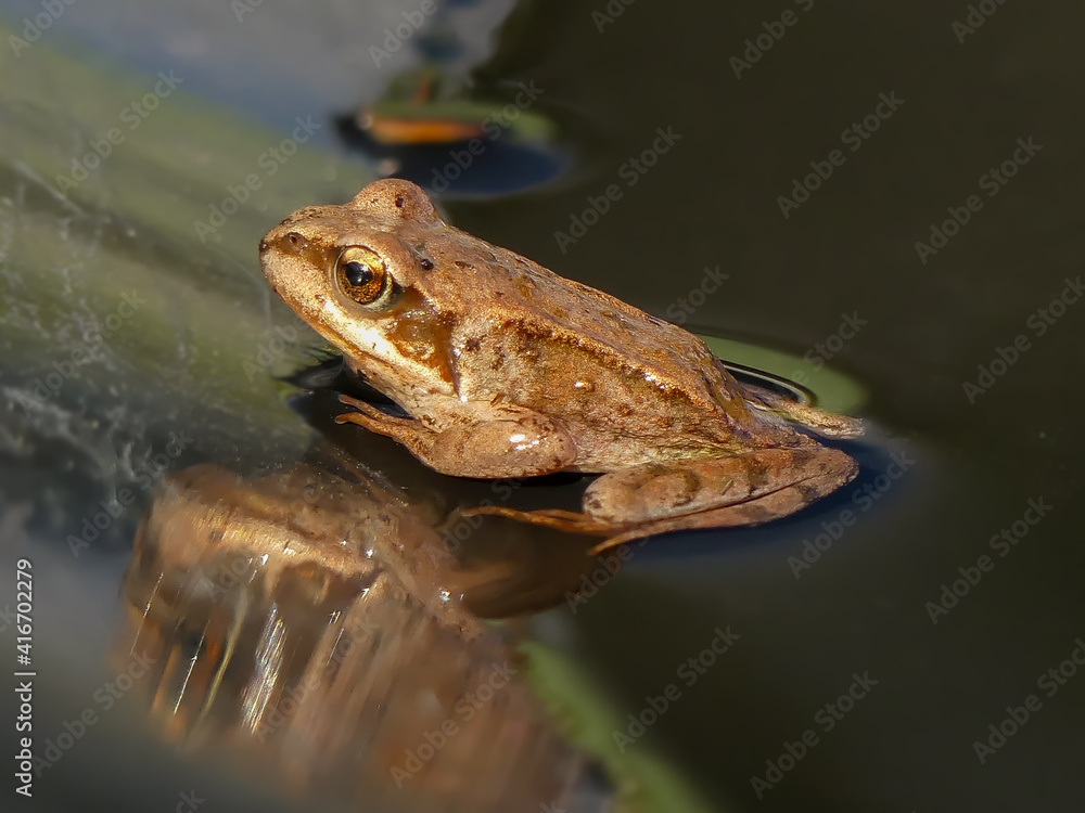 Obraz premium frog on the water