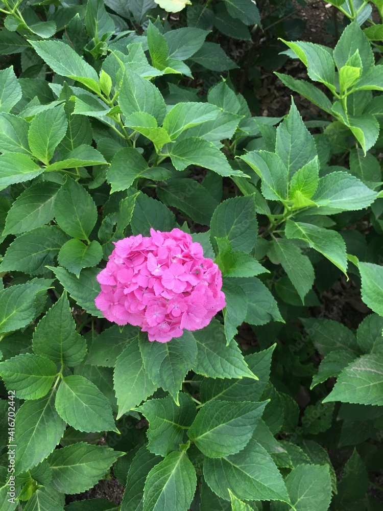 One blooming hydrangea and pretty green leaves