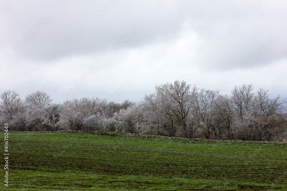 Beautiful trees in green fields in winter. Beautiful trees in green fields in winter.