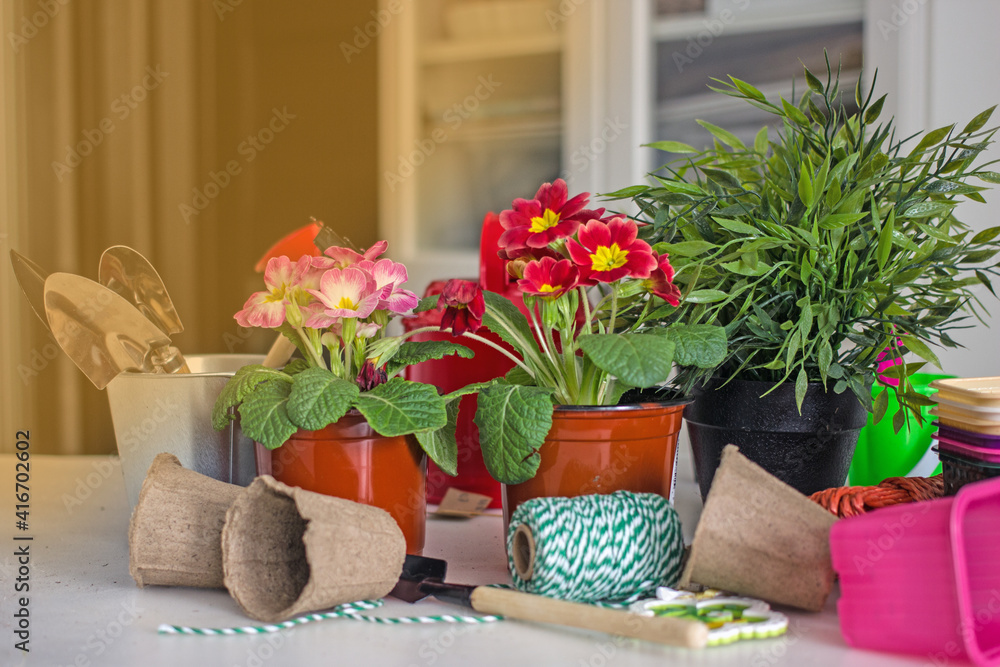Home floriculture and gardening hobbies. Spring Awakening