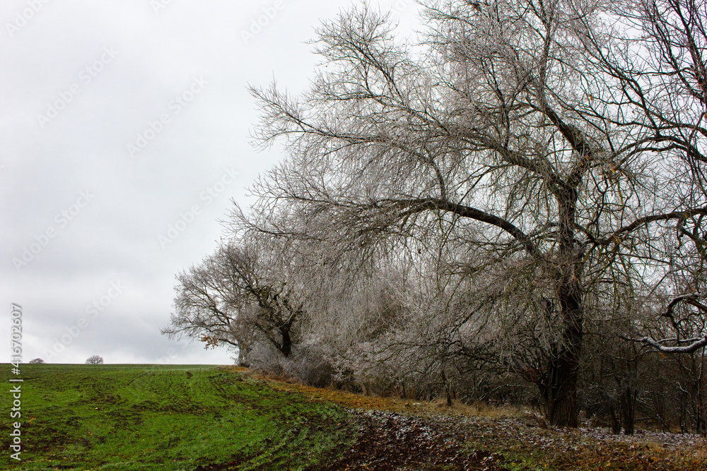 Beautiful trees in green fields in winter. Beautiful trees in green fields in winter.