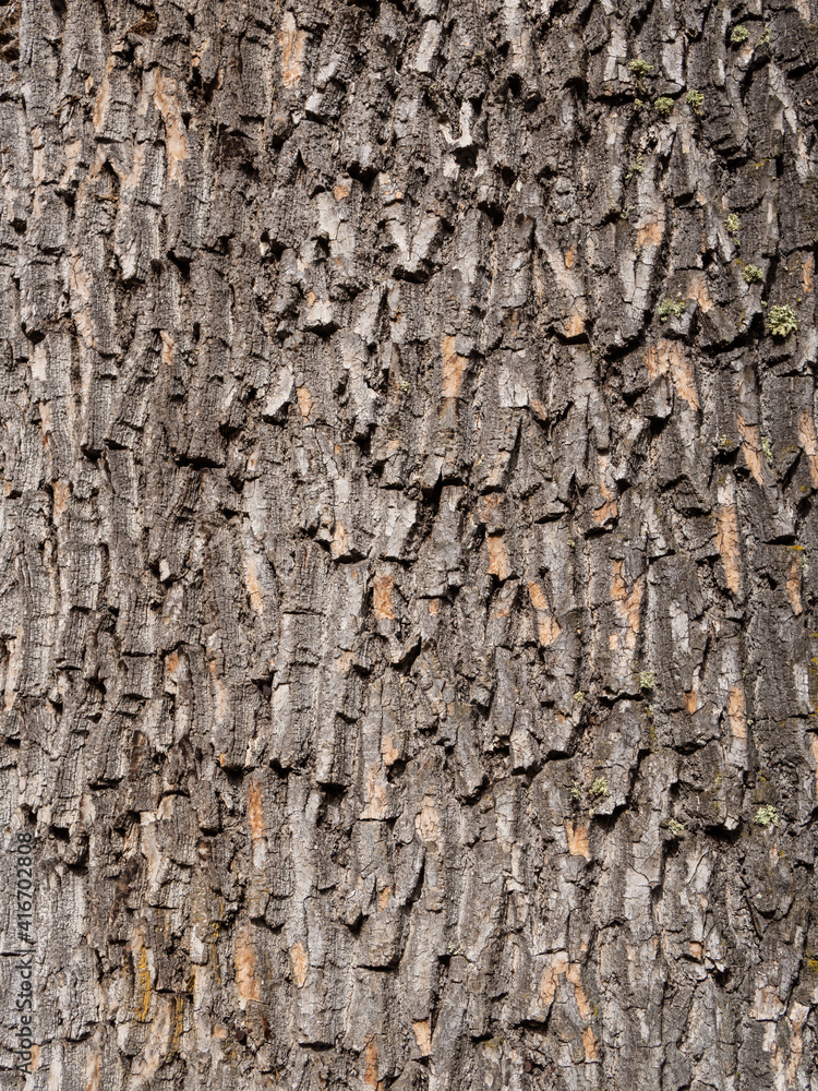 Schön strukturierte Baumrinde eines alten Baumes, gut als Bildhintergrund. Schön strukturierte Baumrinde eines alten Baumes, gut als Bildhintergrund.