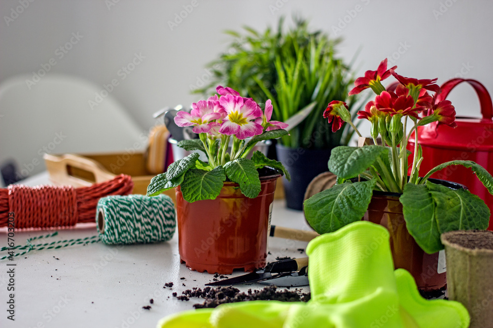 Home floriculture and gardening hobbies. Spring Awakening Home floriculture and gardening hobbies. Spring Awakening