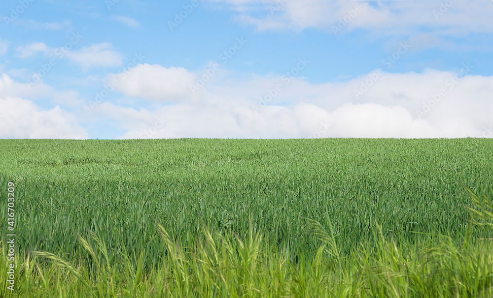 Fototapeta premium Beautiful rural landscape with green agricultural fields with horizon over land