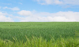 Beautiful rural landscape with green agricultural fields with horizon over land