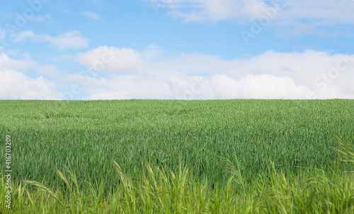 Beautiful rural landscape with green agricultural fields with horizon over land