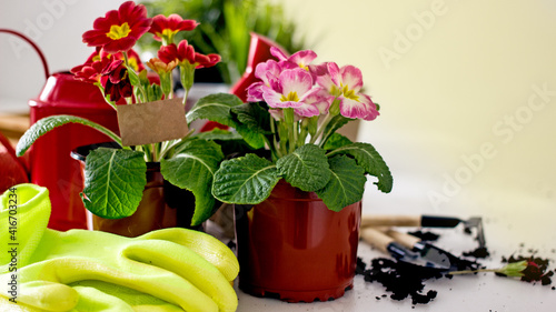 Home floriculture and gardening hobbies. Spring Awakening