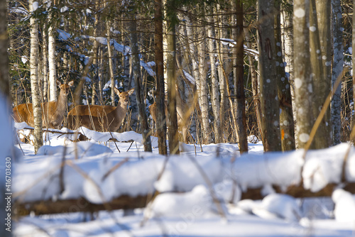 Red deer in winter forest. wildlife, Protection of Nature. Raising deer in their natural environment.
