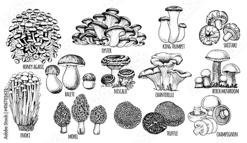 set edible mushrooms Vector illustration drawn by hand, family of different mushrooms, graphic drawing with lines, cut truffle, porcini mushroom, shiitake and chanterelles isolated on white background
