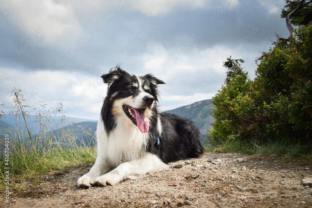 border collie is lying on the road in czech mountain Krkonose. He is so funny border collie is lying on the road in czech mountain Krkonose. He is so funny
