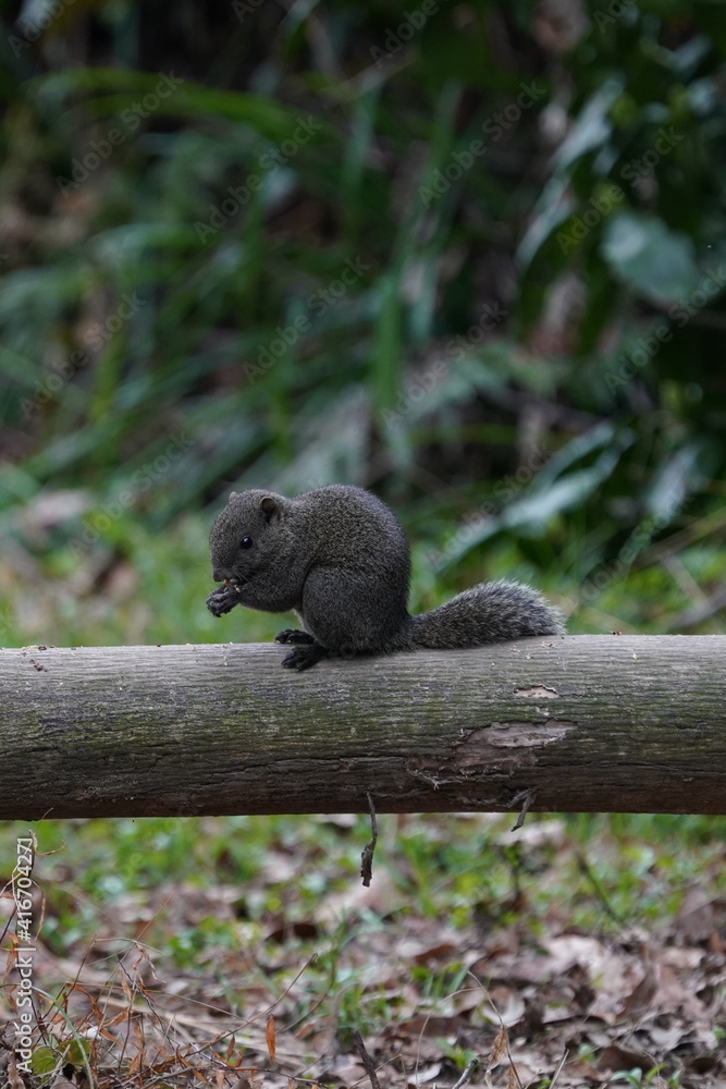 squirrel on a tree squirrel on a tree