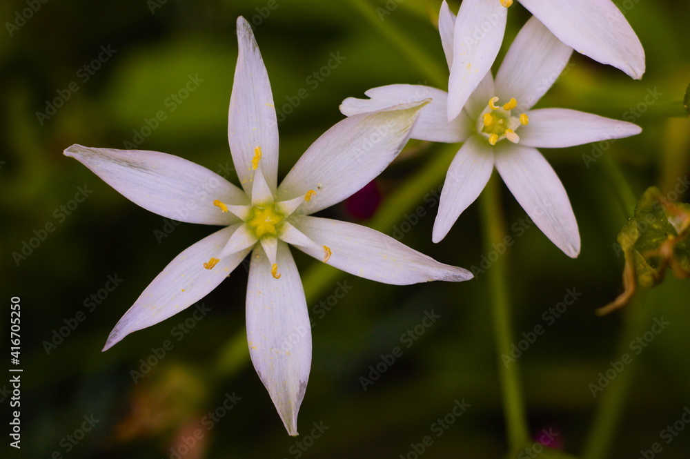 Obraz premium close-up of ornithogalum flowers in the garden
