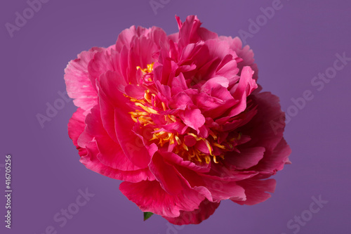 Bright pink peony flower isolated on purple background. © ksi